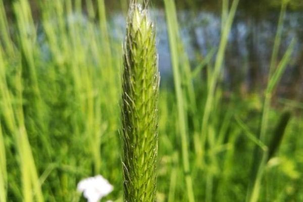Meadow foxtail