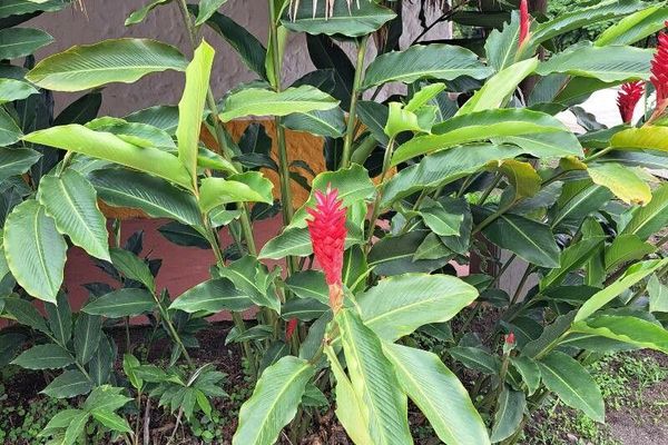Red ginger
