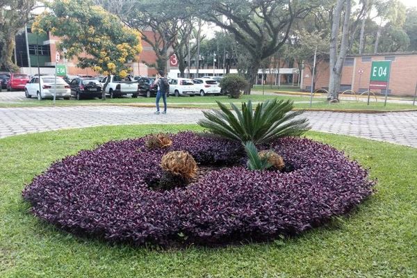 Brazilian joyweed
