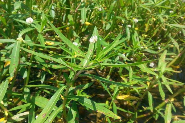 Alligator-weed