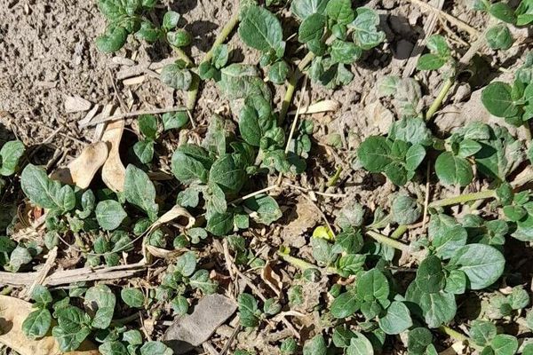 Creeping chaffweed
