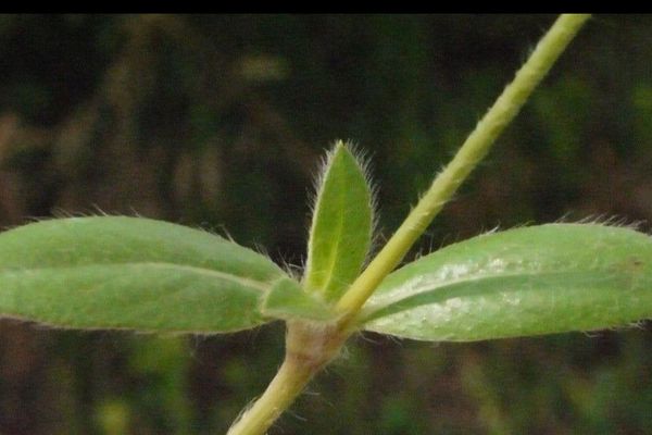 Sessile joyweed
