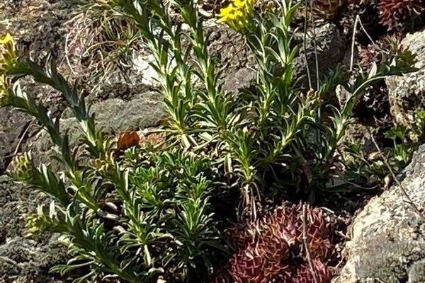 Greek bladderpod