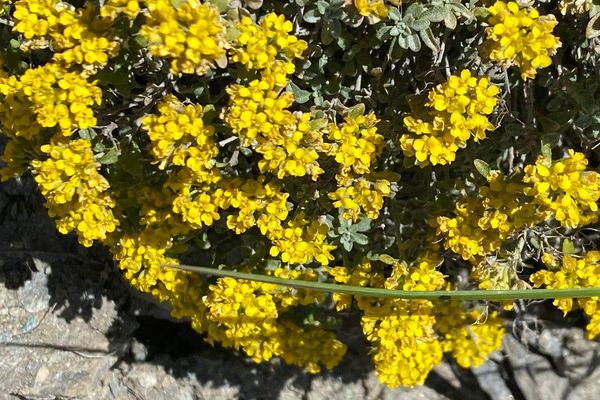 Alyssum alpestre
