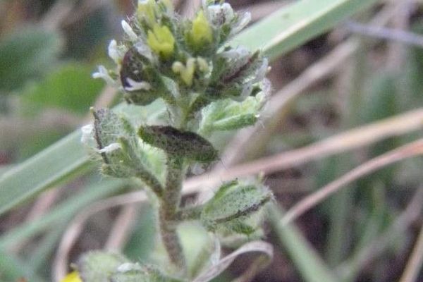 Alyssum granatense