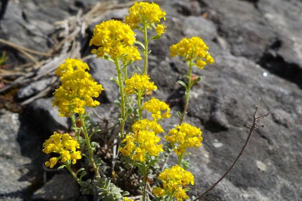 Alyssum serpyllifolium
