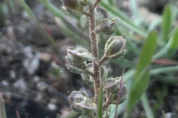Alyssum