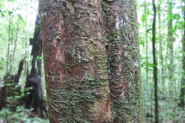 Amaioua guianensis