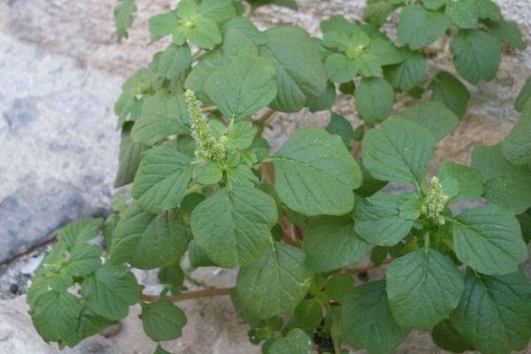 Livid amaranth