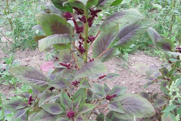 Indian-spinach