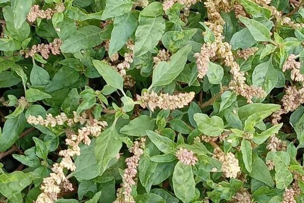 Argentine amaranth