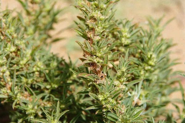 Spreading pigweed