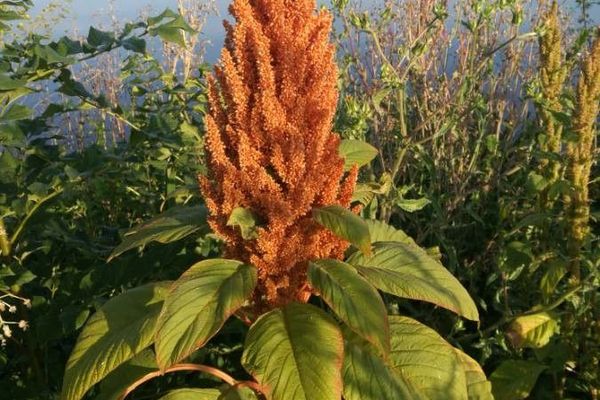 Green amaranth