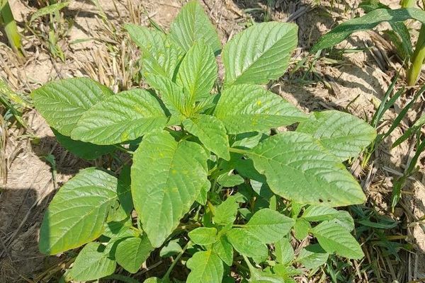 Carelessweed