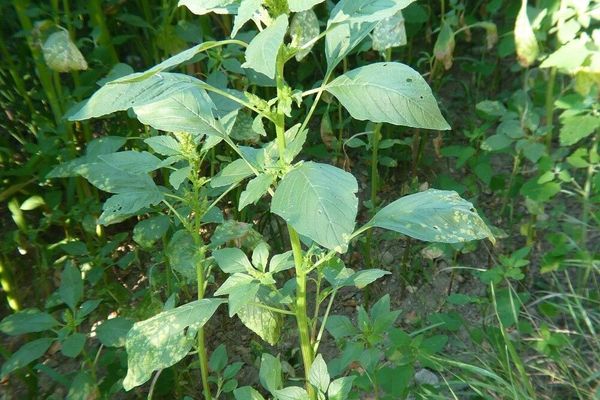 Powell's amaranth