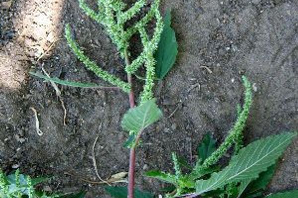Thorny amaranth