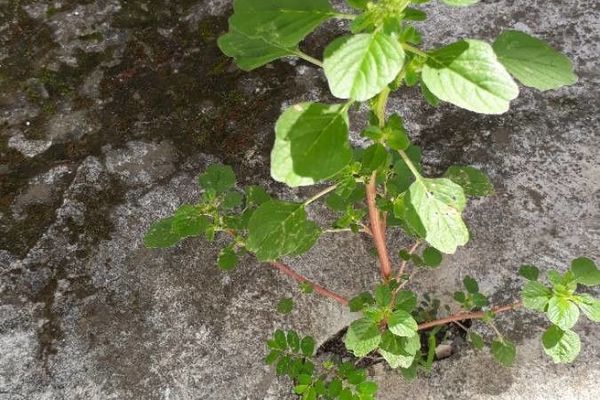 Green amaranth