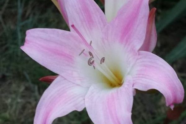 Easter-lily