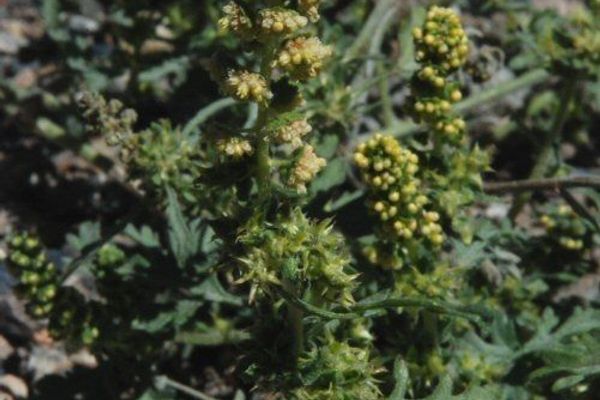 Hooker's bur ragweed