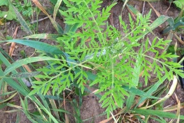 Roman-wormwood