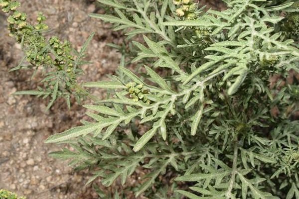 Bur ragweed
