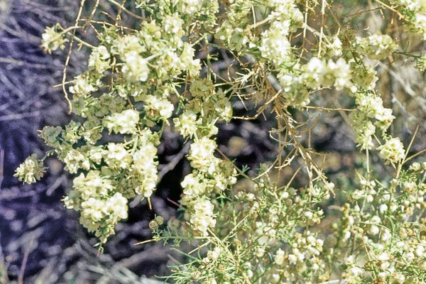 Burrobrush