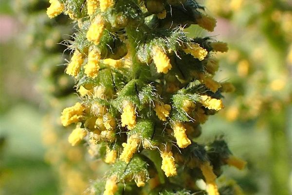 Horseweed