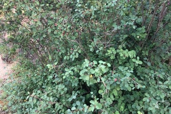 Pacific serviceberry