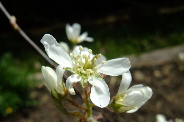 Allegheny serviceberry