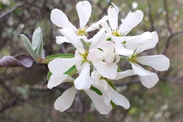 Serviceberry