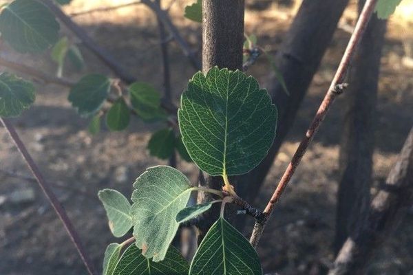 Utah serviceberry
