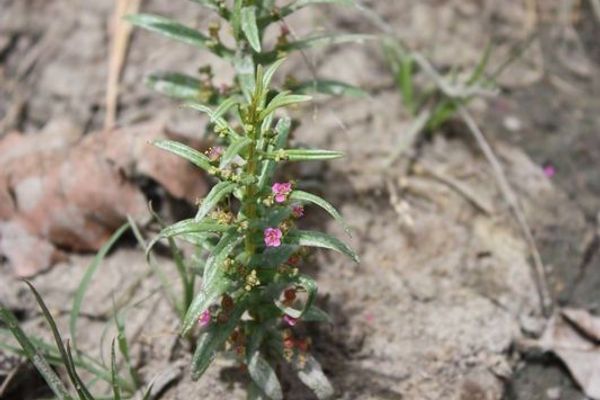 Eared redstem