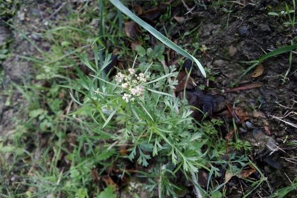 Bishop's-weed