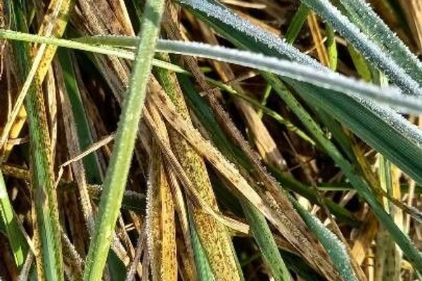 European beach grass