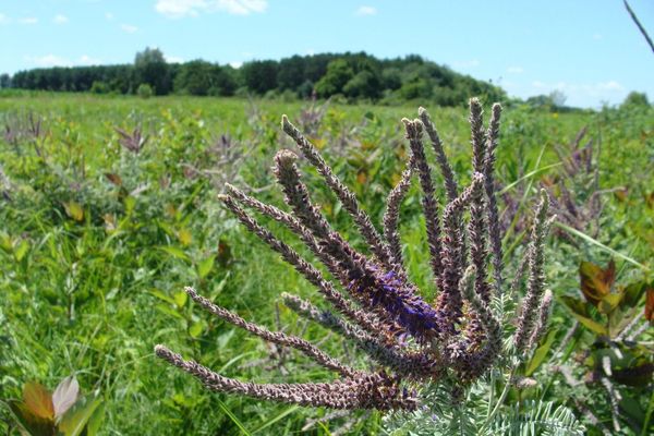 Leadplant