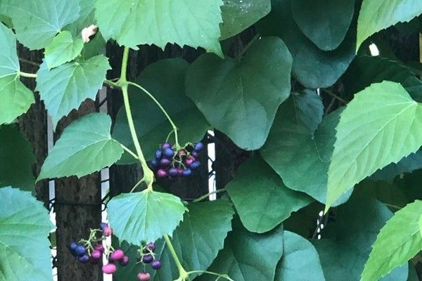 Heart-leaf ampelopsis