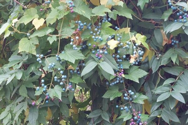 Amur peppervine