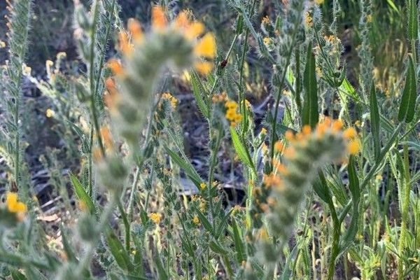 Common fiddleneck