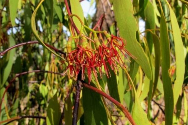 Amyema miquelii