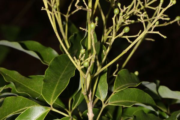 Amyris pinnata