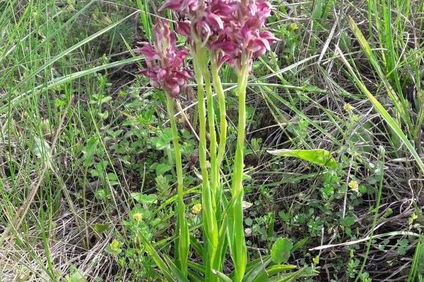 Fragrant orchid
