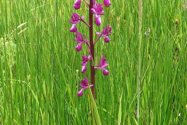 Lax-flowered orchid