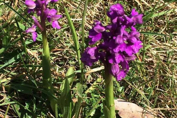 Green-winged meadow orchid