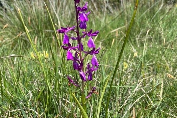 Bog orchid