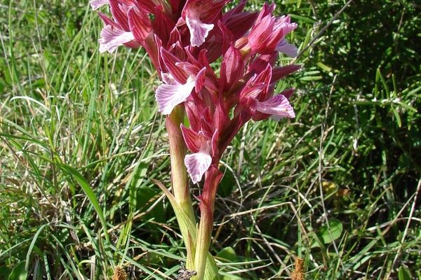 Butterfly orchid