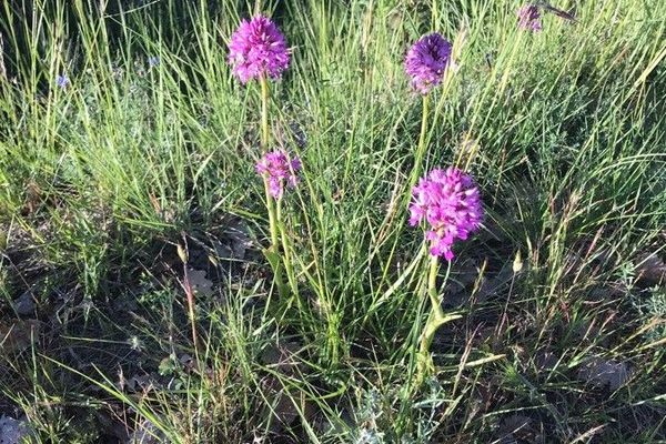 Pyramid orchid