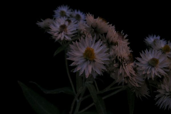 Pearly everlasting