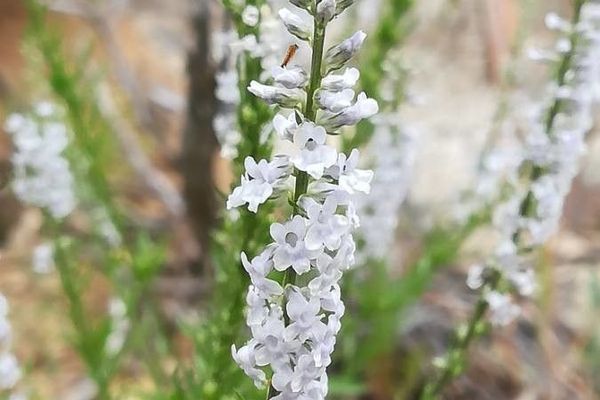 Daisy-leaved toadflax