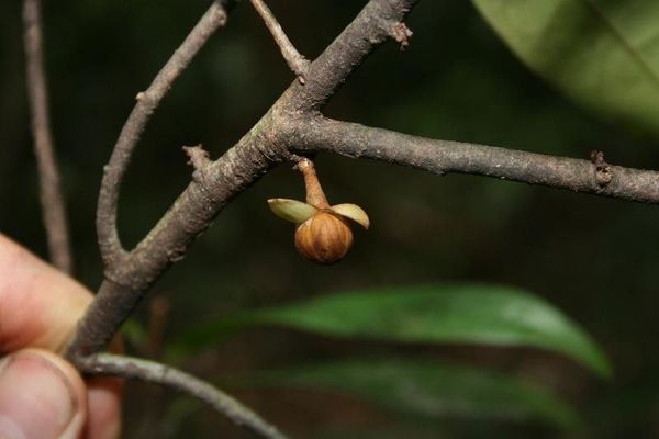 Anaxagorea dolichocarpa