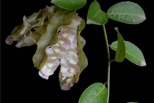 Anchietea pyrifolia